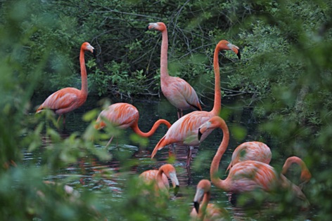 Fenicotteri rosa